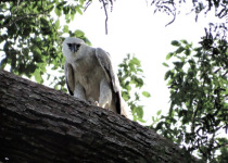Harpy Eagle