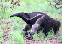 Giant Anteater