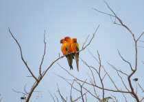 Sun Parakeets