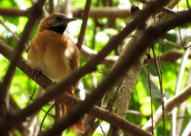 Hoary-throated Spinetail