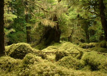 Haida Gwaii Rainforest