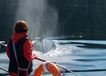 whale watching Haida Gwaii