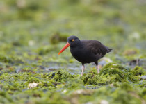 Black Oystercatcher