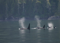 Orcas
