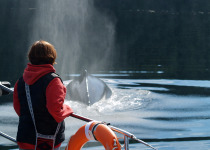 Whale watching, Haida Gwaii