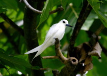 Fairy Tern