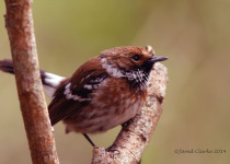 Elepaio-PuuOo © Jared Clarke