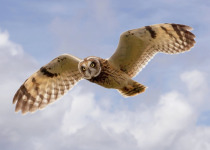 Short-eared Owl