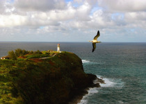 Kilauea lighthouse and booby