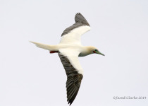 Red-footed Booby
