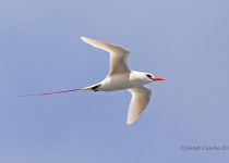 Red-tailed Tropicbird