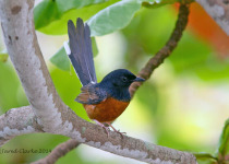 White-rumped Shama