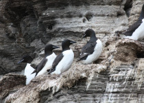 Thick-billed Murres