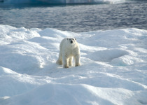 Polar bear