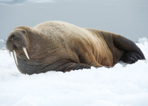 Walrus