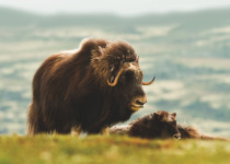 Muskox