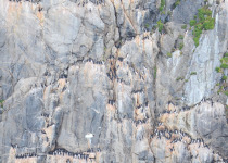 Murres on bird cliff