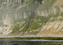 Polar bear Akpatok Island