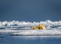Polar bears on ice