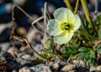 Arctic Poppy