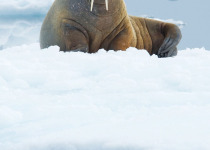Walrus