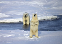Polar Bear Standing