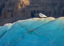 Ivory Gull on iceberg