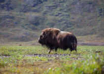 Musk ox in arctic valley, Greenland