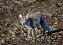 Arctic Fox