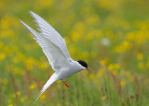 Arctic Tern