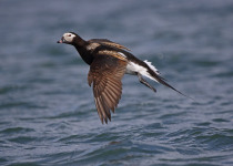 Long-tailed Duck