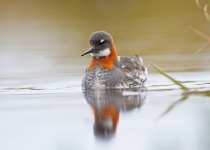 Red-necked Phalarope