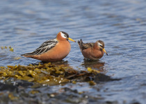 Red-Phalarope