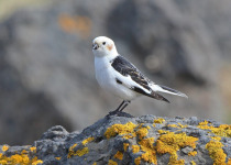 Snow-Bunting