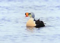 King Eider Male on Sea