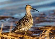 Stilt Sandpiper (Calidris himantopus)