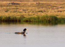 Yellow-billed-Loon