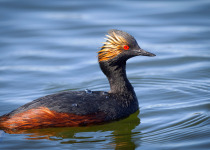 Eared Grebe