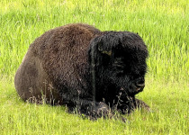 Plains Bison
