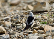 Snow Bunting