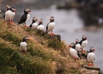 Puffins © Michelle Valberg