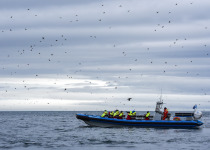 Puffins around whale-watching boat, Húsavík