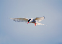 Arctic Tern