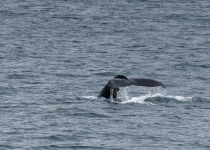 whale watching Iceland