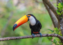 Toco Toucan