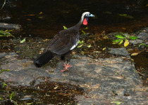 Black-fronted Piping-Guan