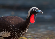 Black-fronted Piping-Guan (Pipile jacutinga)