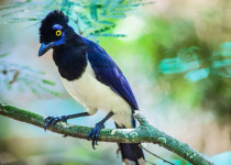 Plush-crested Jay (Cyanocorax chrysops)