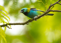 Green-headed Tanager