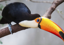 Toco Toucan